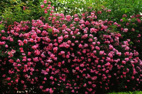 薔薇花怎么養 薔薇花養殖方法與注意事項