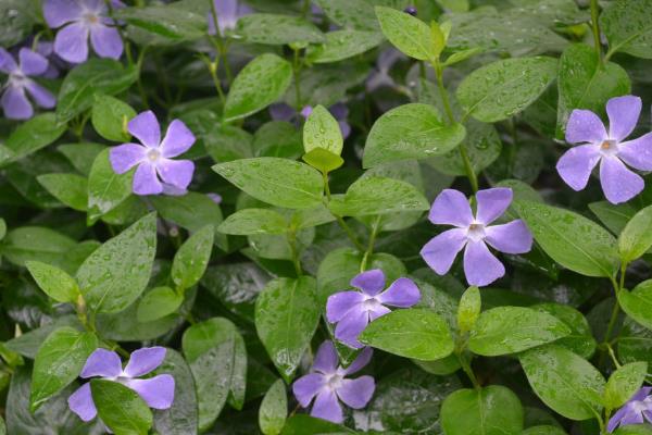 長春蔓怎么養 長春蔓養殖方法與注意事項