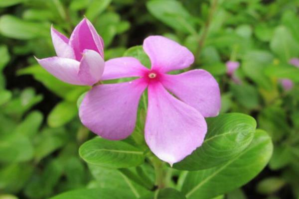 長春蔓怎么養 長春蔓養殖方法與注意事項