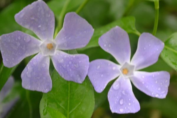 長春蔓怎么養 長春蔓養殖方法與注意事項