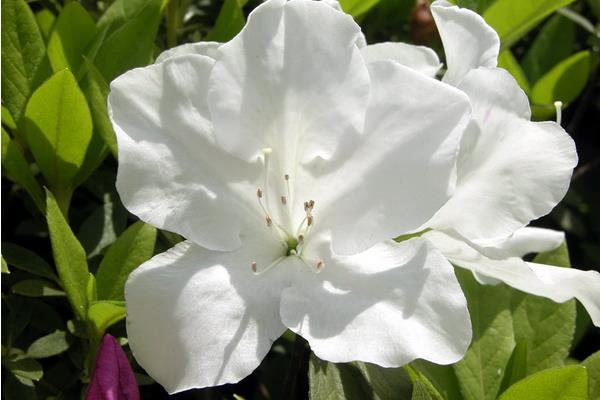 長春蔓怎么養 長春蔓養殖方法與注意事項