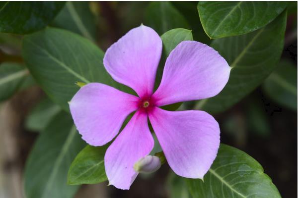 長春蔓怎么養 長春蔓養殖方法與注意事項