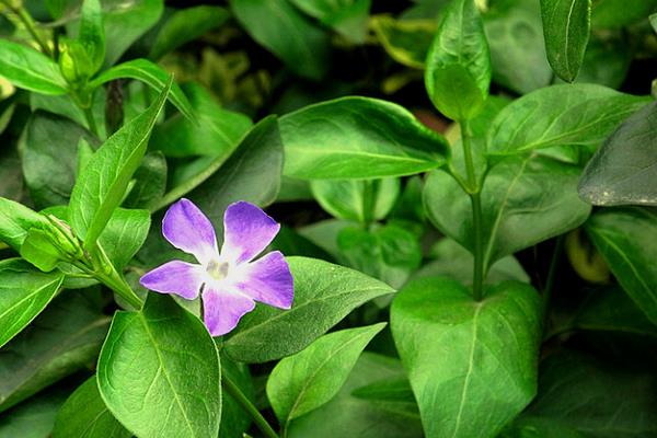 長春蔓怎么養 長春蔓養殖方法與注意事項