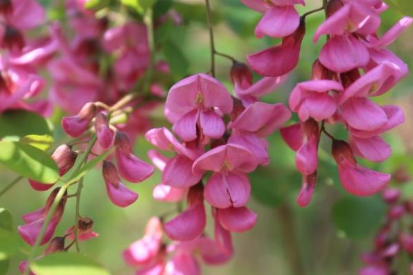 紫槐花可以吃嗎 紫槐花功效與作用