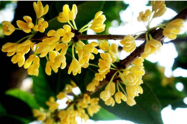 桂花扦插繁殖方法 桂花什么時候修剪（怎么修剪）