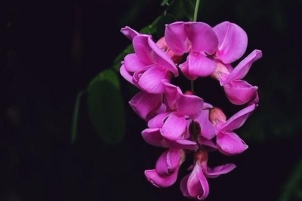 紫槐花可以吃嗎 紫槐花功效與作用