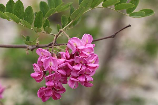紫槐花可以吃嗎 紫槐花功效與作用