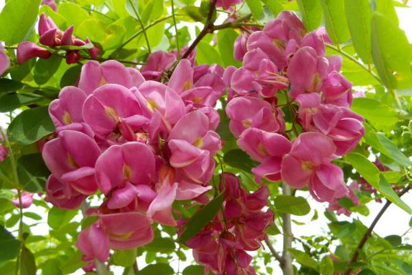 紫槐花可以吃嗎 紫槐花功效與作用