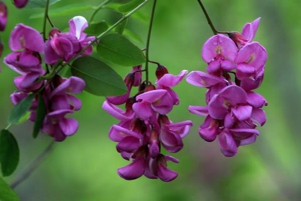 紫槐花可以吃嗎 紫槐花功效與作用