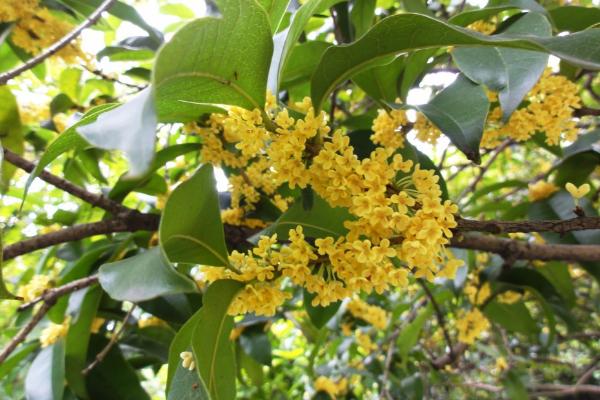 桂花有毒嗎 桂花可以放在室內嗎