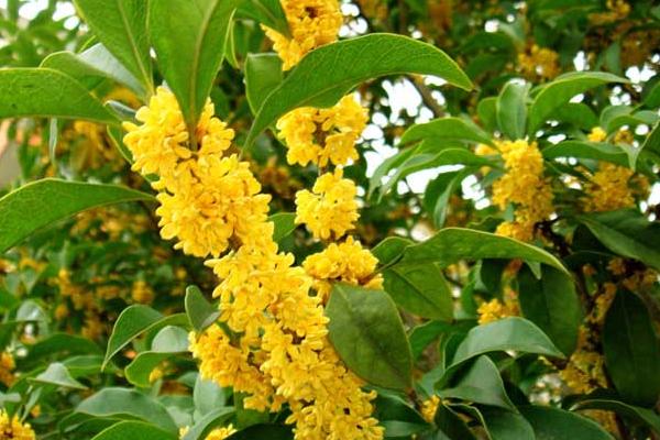 桂花有毒嗎 桂花可以放在室內嗎