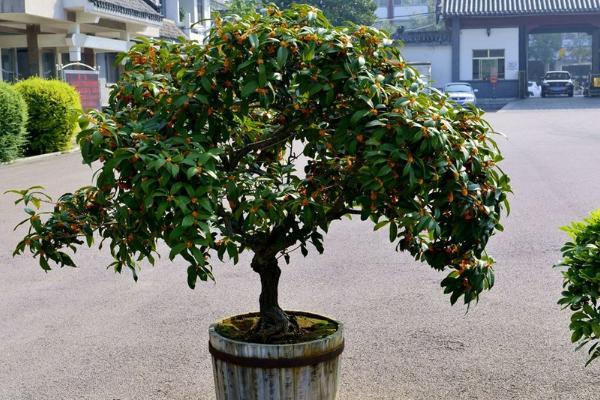 桂花有毒嗎 桂花可以放在室內嗎