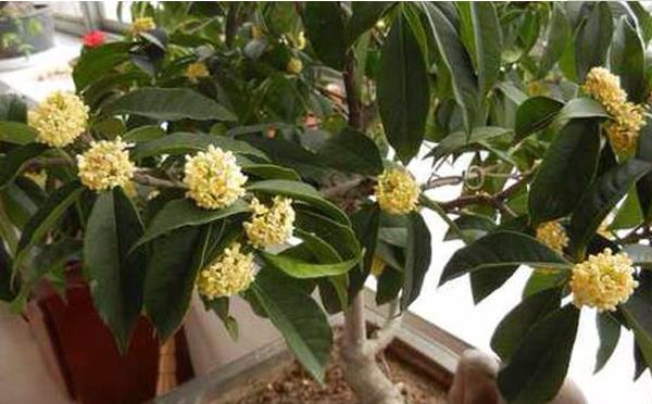 桂花有毒嗎 桂花可以放在室內嗎