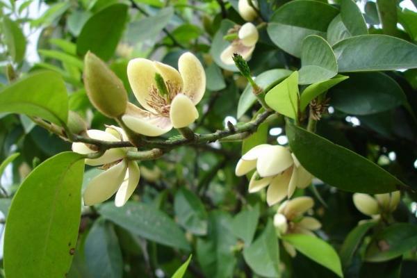 含笑樹怎么施肥 含笑樹繁殖的方法