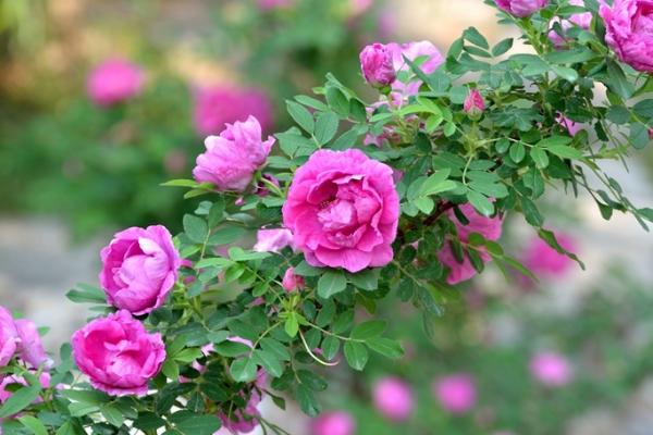 桂花有毒嗎 桂花可以放在室內嗎