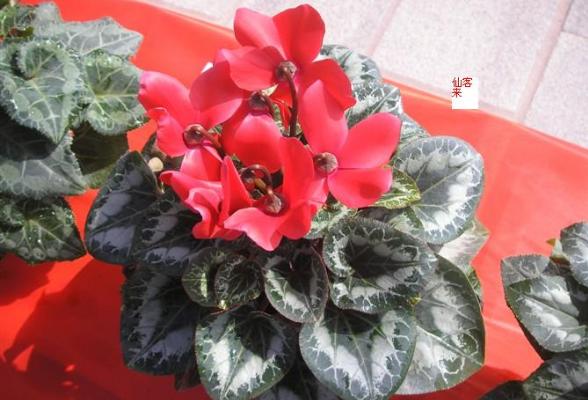 桂花有毒嗎 桂花可以放在室內嗎