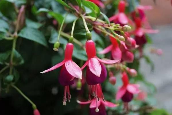 家庭養(yǎng)倒掛金鐘有哪些好處 倒掛金鐘對(duì)風(fēng)水的作用