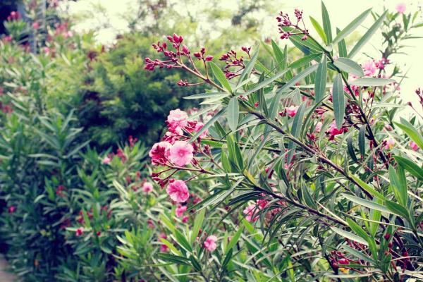 夾竹桃圖片大全 夾竹桃花語及寓意