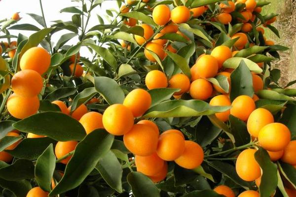 金桔什么時候結果 金桔怎么保存