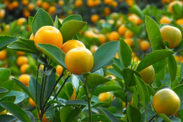 金桔什么時候上市（幾月） 金桔產地在哪里