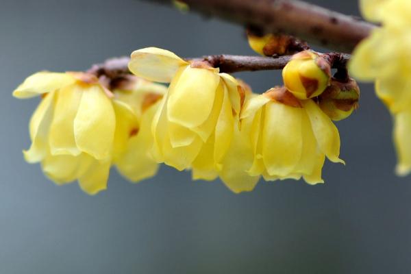 臘梅功效與作用及禁忌 臘梅藥用價值