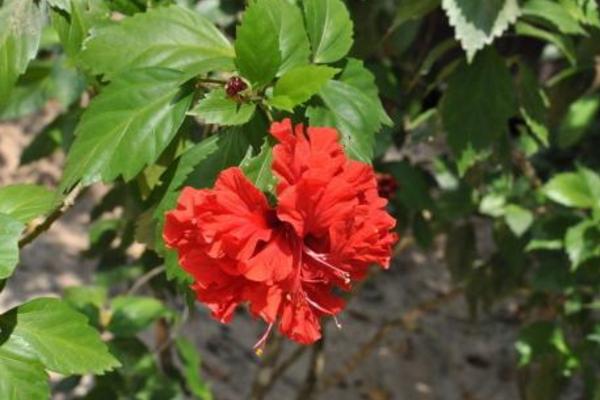 扶?；▓D片大全 扶桑花花語及寓意