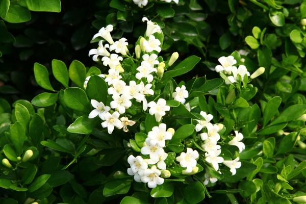 七里香和九里香的區別是什么 七里香什時候開花