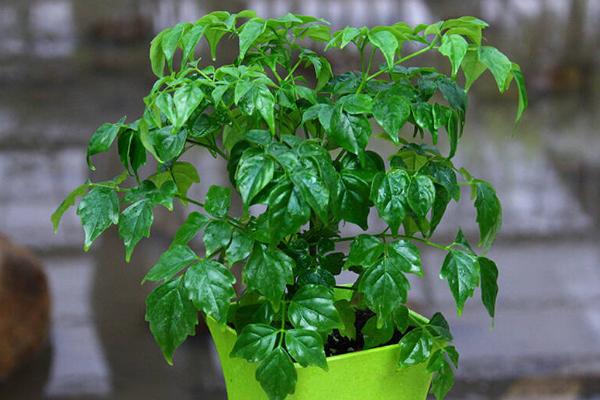 幸福樹繁殖方法 幸福樹怎么修剪