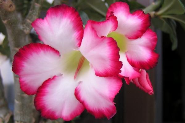 沙漠玫瑰葉子發(fā)黃怎么辦 沙漠玫瑰換盆要注意什么