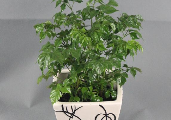 幸福樹繁殖方法 幸福樹怎么修剪