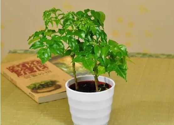 幸福樹繁殖方法 幸福樹怎么修剪