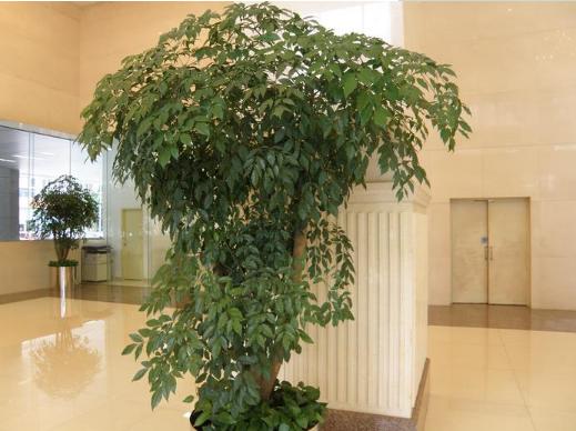 幸福樹繁殖方法 幸福樹怎么修剪