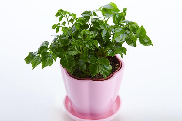 幸福樹繁殖方法 幸福樹怎么修剪