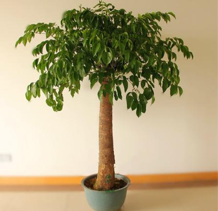 幸福樹繁殖方法 幸福樹怎么修剪