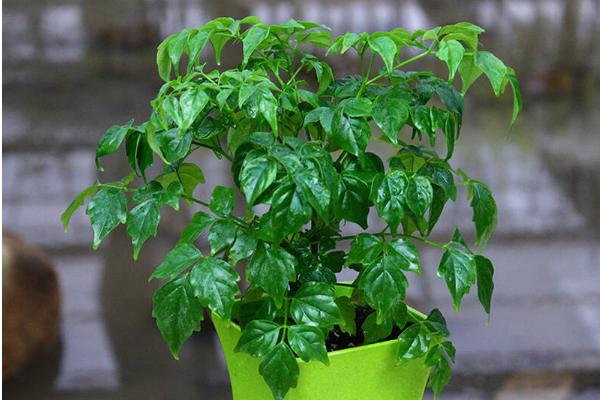 幸福樹和富貴樹的區別是什么 幸福樹和富貴樹的區別是什么