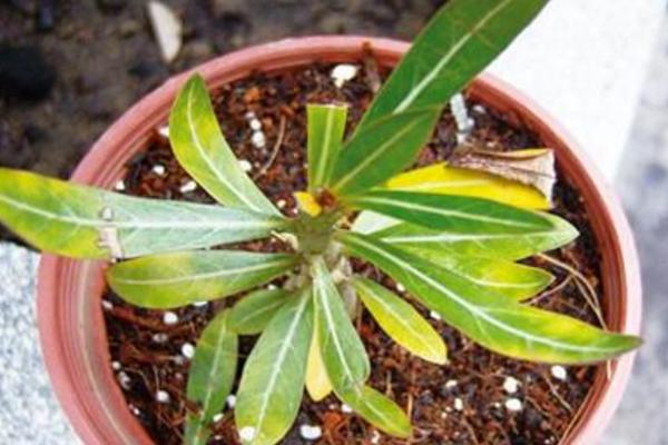 沙漠玫瑰葉子發黃怎么辦 沙漠玫瑰換盆要注意什么