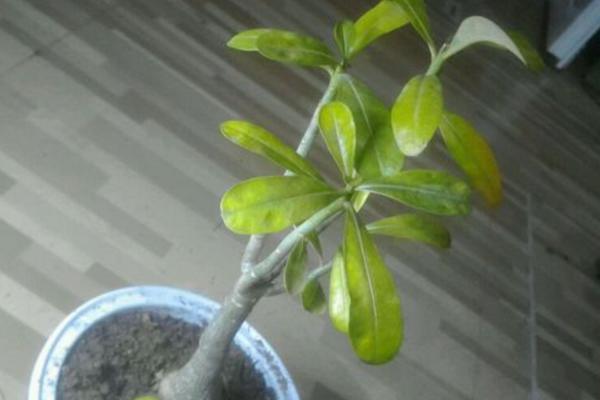 沙漠玫瑰葉子發黃怎么辦 沙漠玫瑰換盆要注意什么