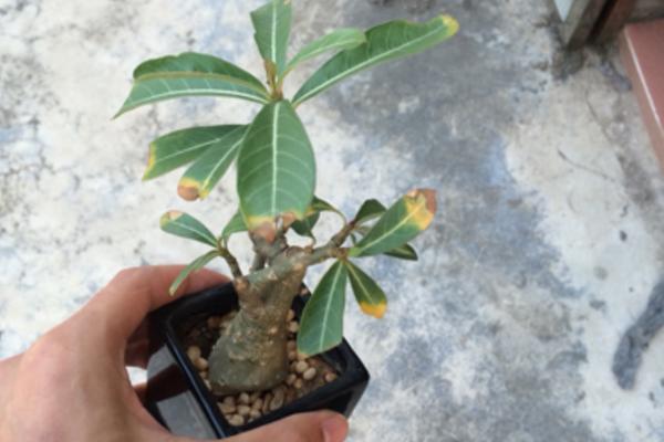 沙漠玫瑰葉子發黃怎么辦 沙漠玫瑰換盆要注意什么