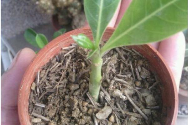 沙漠玫瑰葉子發黃怎么辦 沙漠玫瑰換盆要注意什么