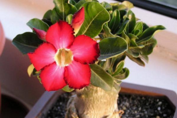 沙漠玫瑰葉子發黃怎么辦 沙漠玫瑰換盆要注意什么