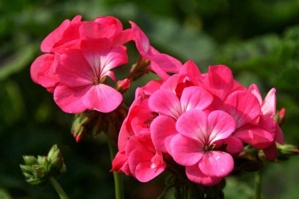 天竺葵怎么澆水(多久澆一次) 天竺葵怎么養(yǎng)開花多