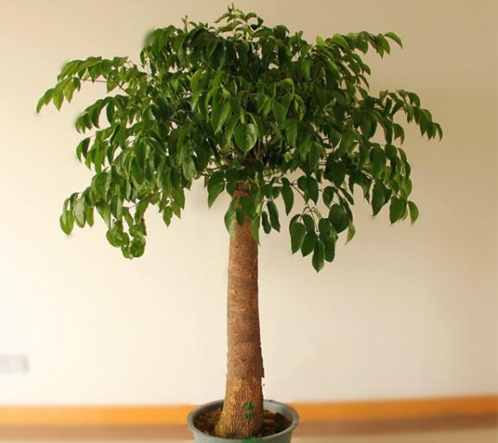 幸福樹和富貴樹的區別是什么 幸福樹和富貴樹的區別是什么