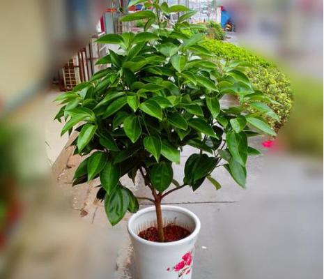 幸福樹和富貴樹的區別是什么 幸福樹什么時候開花