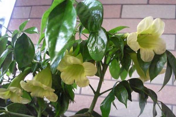 幸福樹和富貴樹的區別是什么 幸福樹什么時候開花