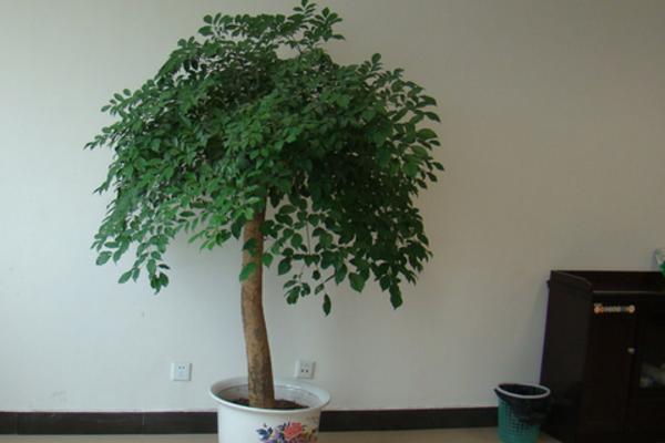 幸福樹和富貴樹的區別是什么 幸福樹什么時候開花