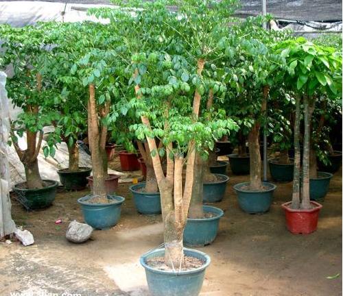 幸福樹和富貴樹的區別是什么 幸福樹什么時候開花