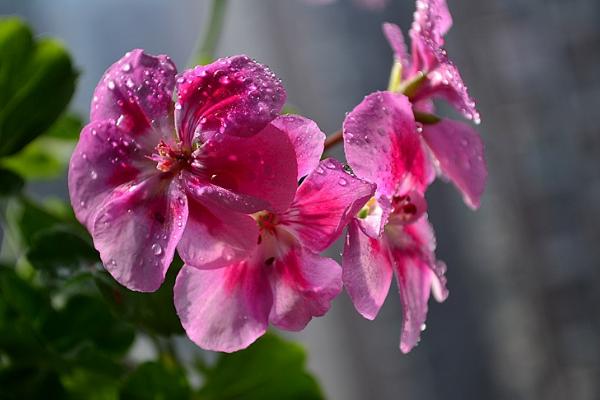 天竺葵怎么澆水(多久澆一次) 天竺葵怎么養(yǎng)開花多