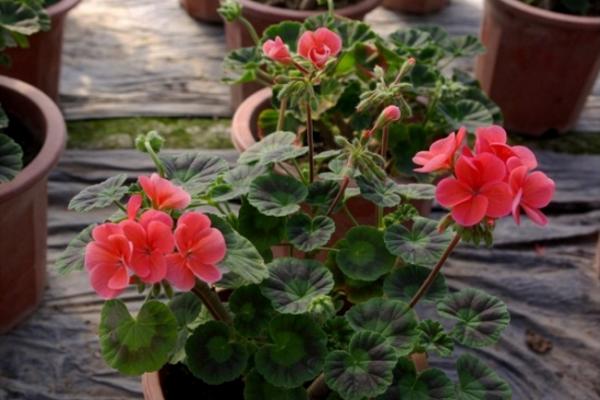 天竺葵怎么澆水(多久澆一次) 天竺葵怎么養(yǎng)開花多