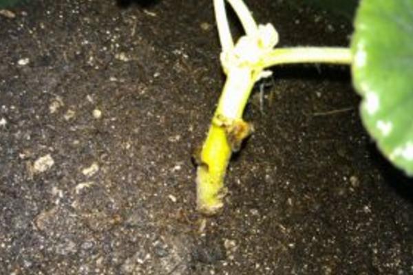 天竺葵怎么澆水(多久澆一次) 天竺葵怎么養(yǎng)開花多