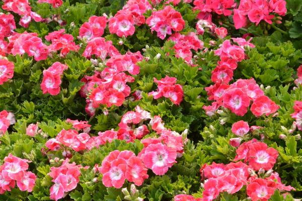 天竺葵怎么澆水(多久澆一次) 天竺葵怎么養(yǎng)開花多